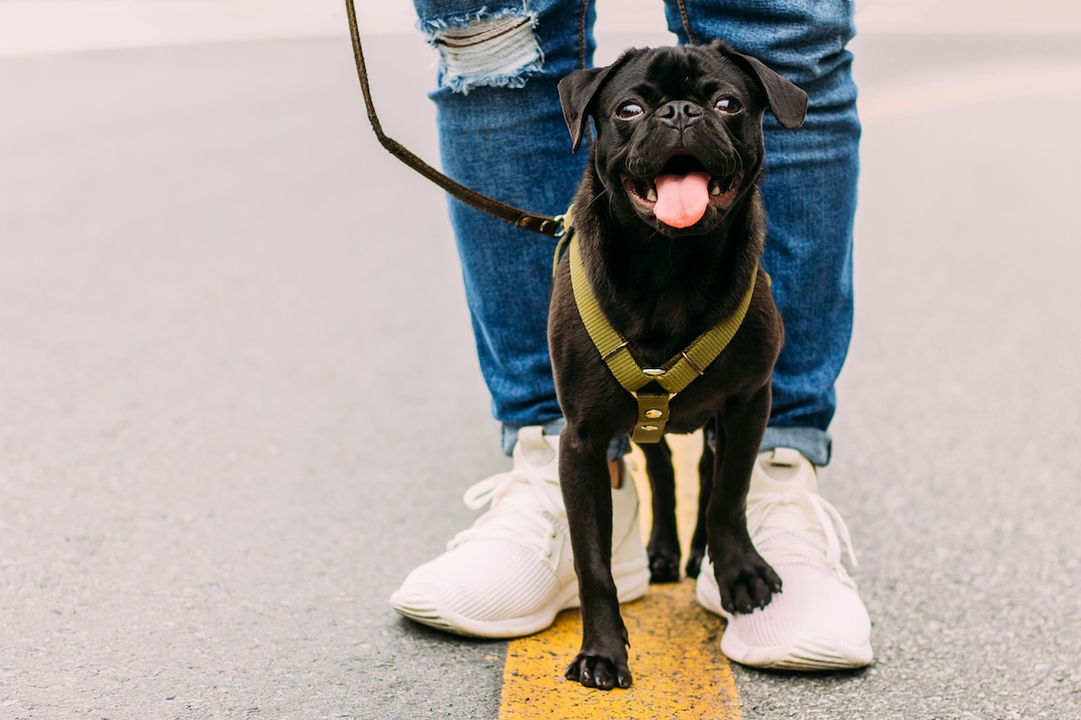 man-promenerar-med-hund Man promenerar med hund